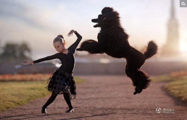 俄罗斯贵宾犬搭档小主人跳芭蕾 画面唯美
