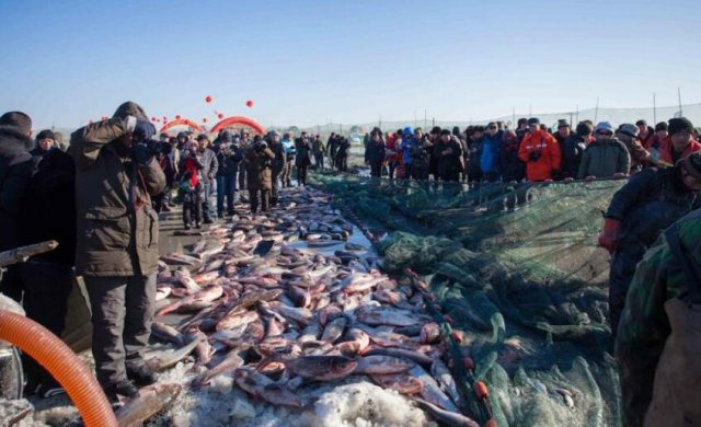 东北冬捕头鱼再次被拍下99万 网友：炒作套路