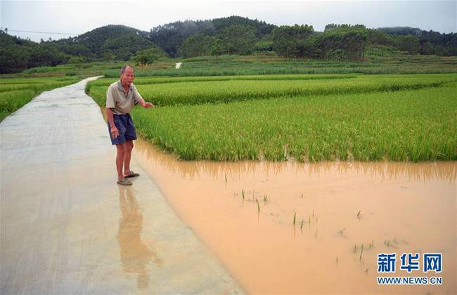 6月23日，广西南宁市上林县乔贤镇乔贤村一村民查看被洪水淹没的稻田。