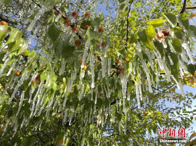 10月7日至9日，甘肃多地出现降水降温天气，嘉峪关市夜晚温度下降至零下摄氏度，迎宾湖畔的花草树木在喷灌后，速冻成冰挂景观，与绿树红叶相映成趣。 王继禄　摄