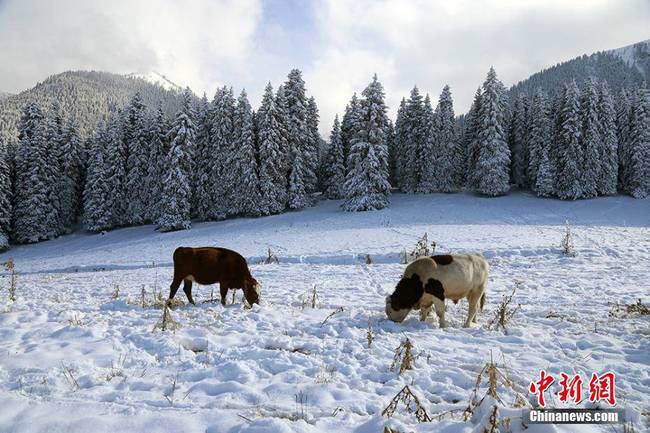  受近期冷空气影响，新疆奇台县江布拉克景区普降大雪。10月9日，江布拉克景区雪后初晴，天空如洗，空气清新。景区内的金黄色麦茬、雪岭云杉林、圣水潭、九连池等各景点，经皑皑白雪点缀，银装素裹，如水墨画般，万物换好冬季盛装迎接海内外游客。 高靓 摄